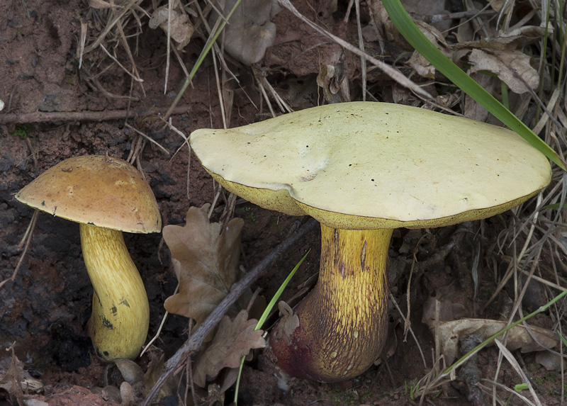 Boletus luridus